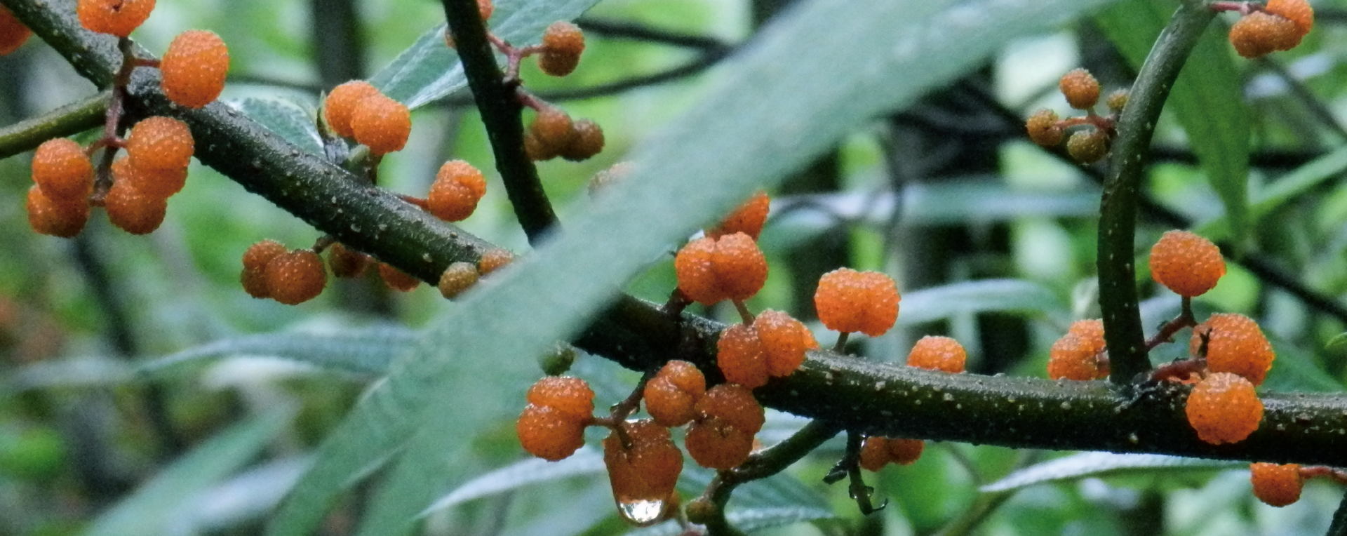 品牌VI設計，VI設計，企業VI設計公司，微型VI設計項目